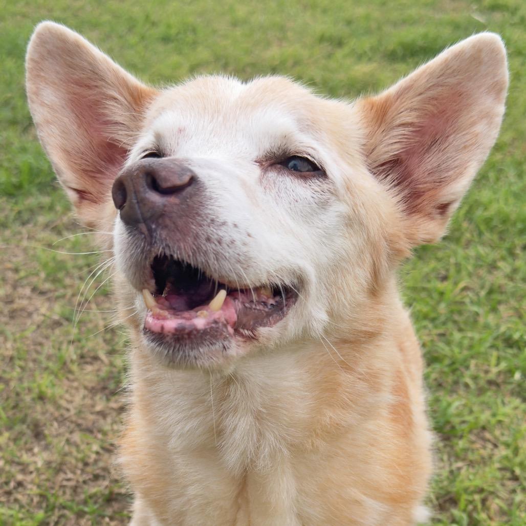 Tessa*, a Adoptable mixed breed in Leander, TX image 1/2