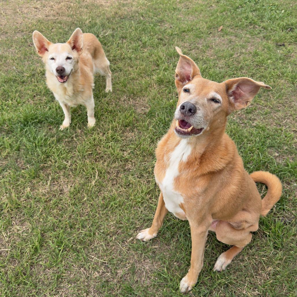 Tessa*, a Adoptable mixed breed in Leander, TX image 2/2