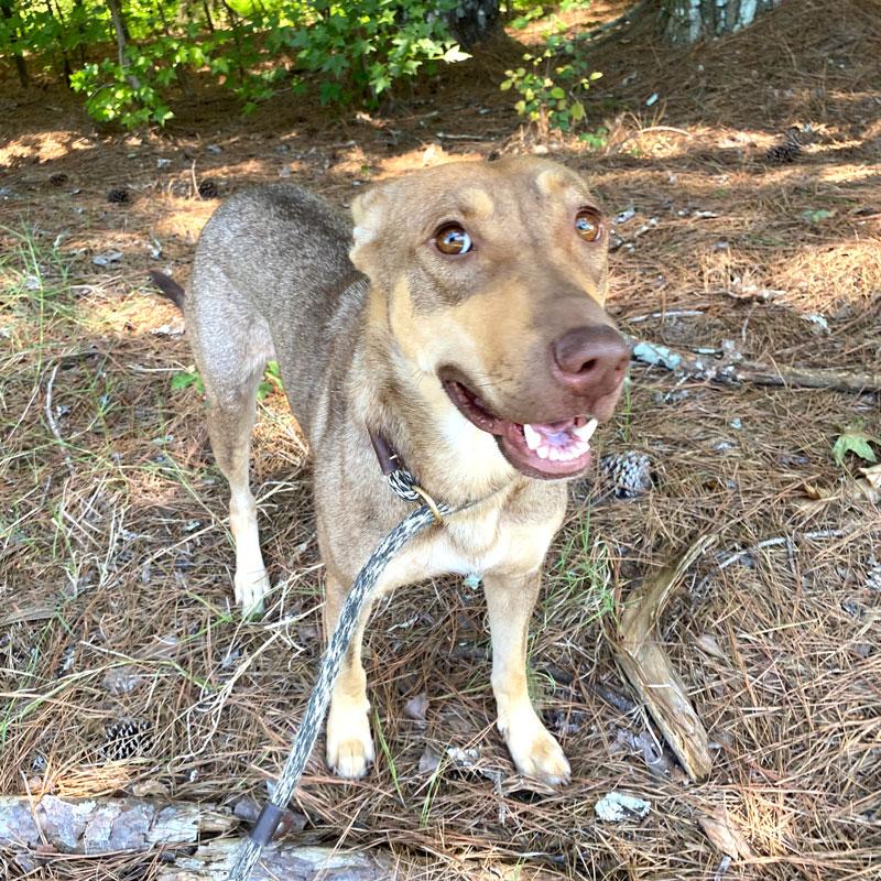 Fawn, a ADOPTABLE mixed breed in Monroe, GA image 5/5