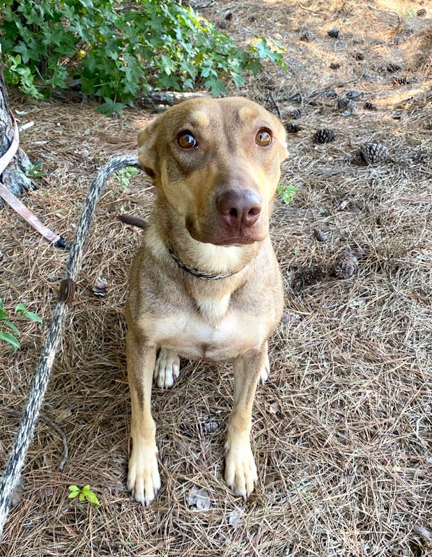 Fawn, ADOPTABLE, Adult Female Doberman Pinscher & Shepherd.