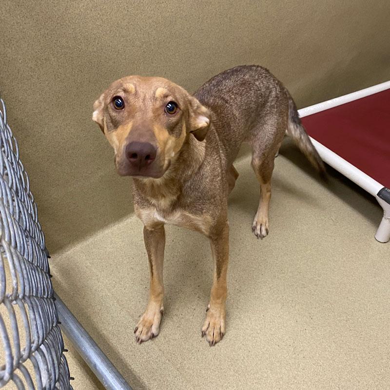 Fawn, a ADOPTABLE mixed breed in Monroe, GA image 3/5