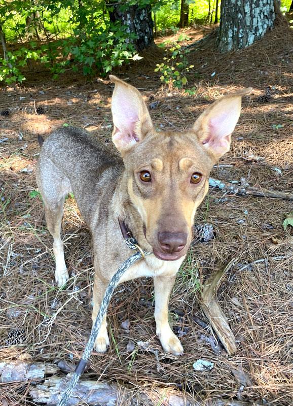 Fawn, a ADOPTABLE mixed breed in Monroe, GA image 4/5