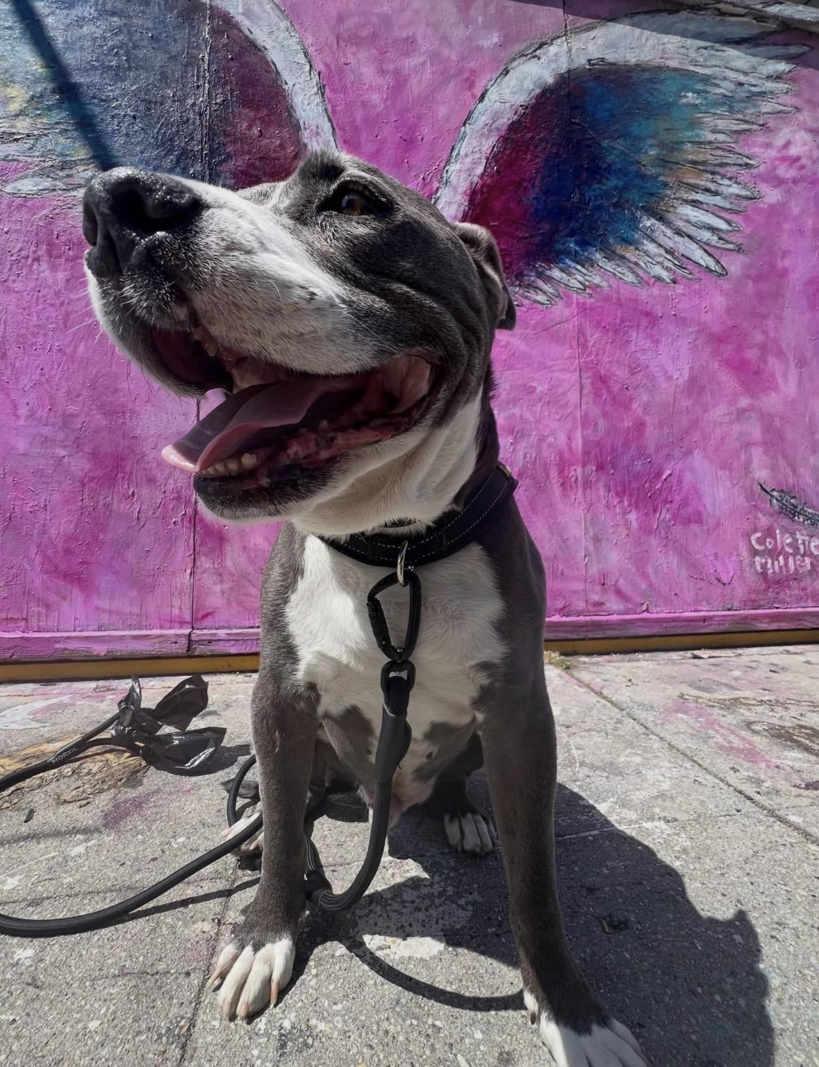 Enlarge Axel, a ADOPTABLE Pit Bull Terrier in Upland, CA image 2/5