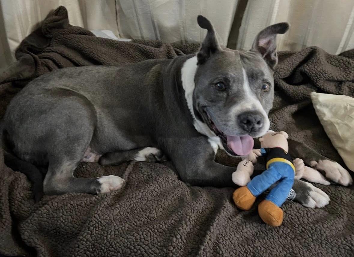 Enlarge Axel, a ADOPTABLE Pit Bull Terrier in Upland, CA image 4/5