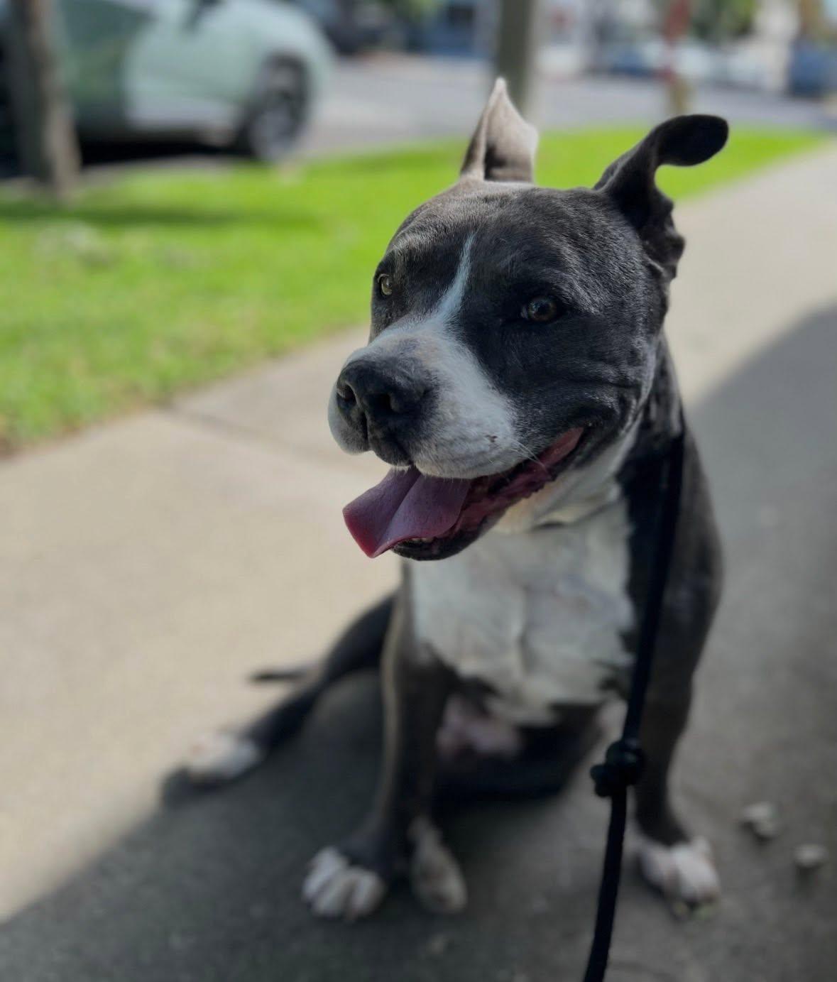Enlarge Axel, a ADOPTABLE Pit Bull Terrier in Upland, CA image 5/5
