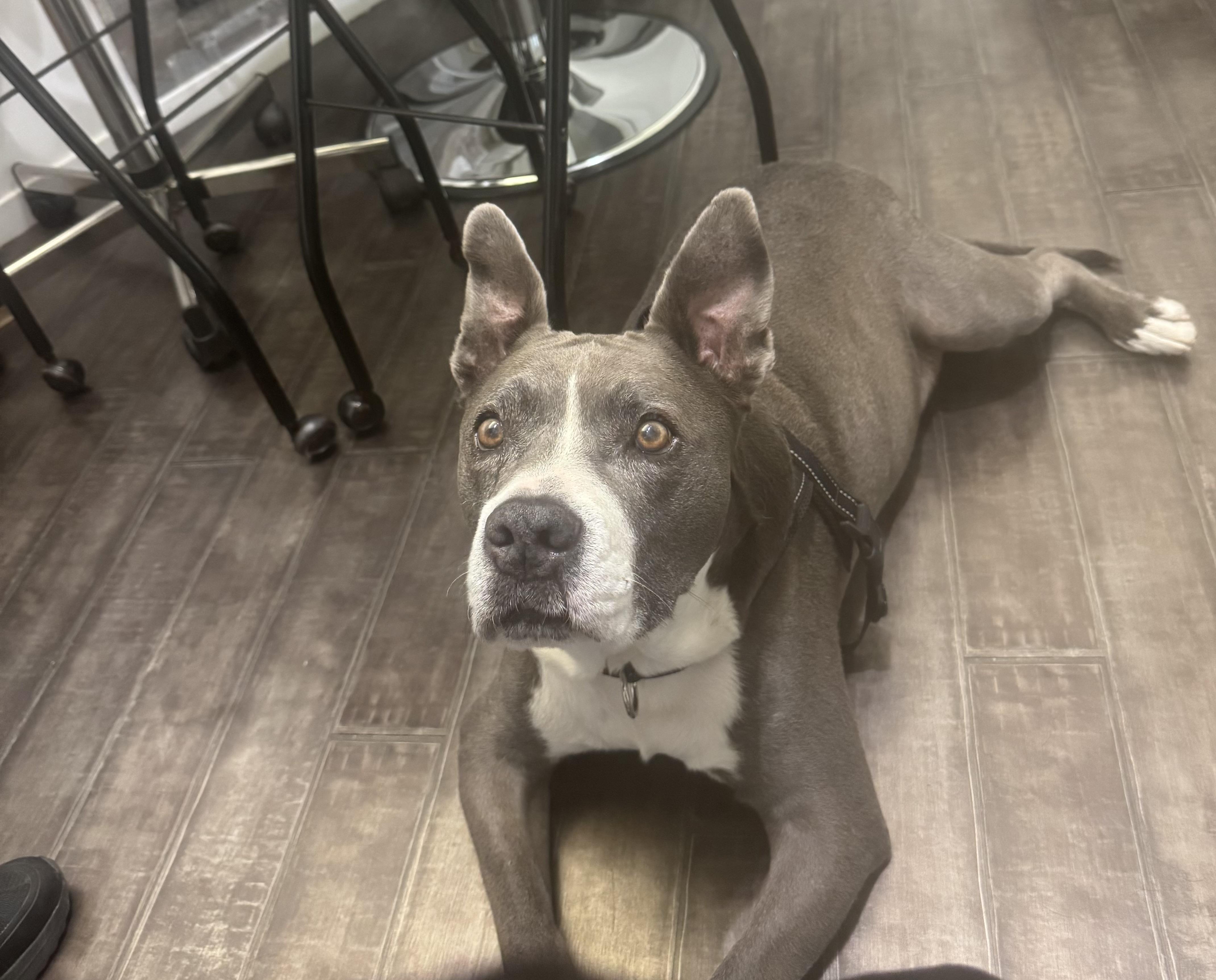 Axel, ADOPTABLE, Adult Male Pit Bull Terrier.
