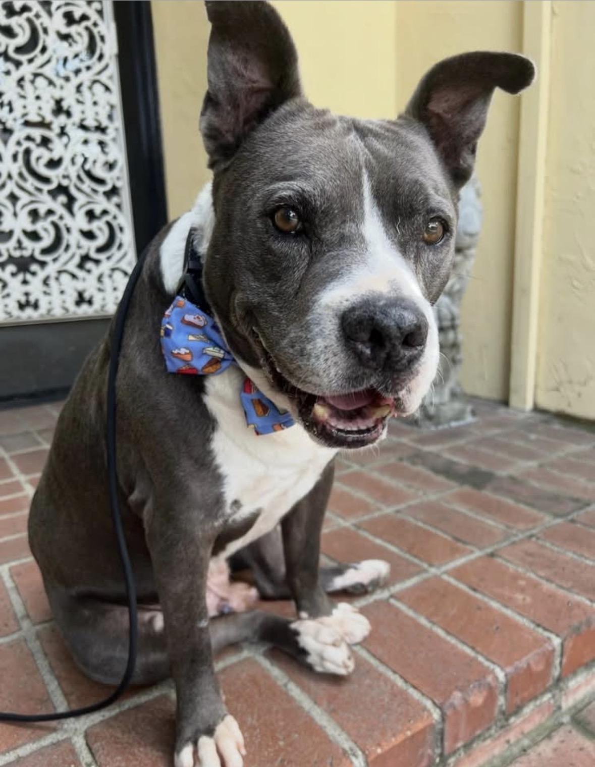Enlarge Axel, a ADOPTABLE Pit Bull Terrier in Upland, CA image 3/5
