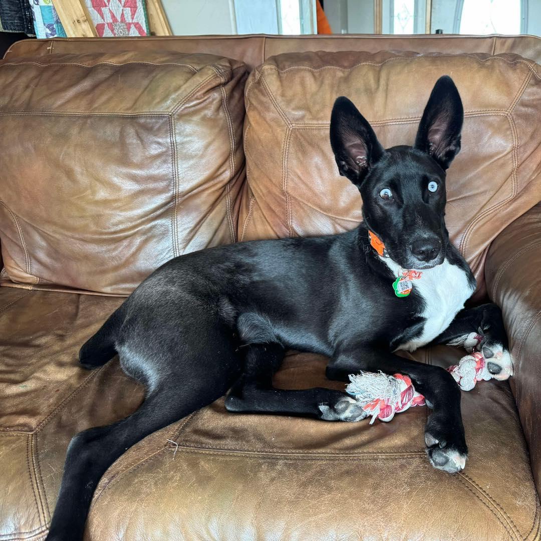 Smokey, an adoptable Australian Kelpie, Husky in Edmonton, AB, T5Y 3N6 | Photo Image 2
