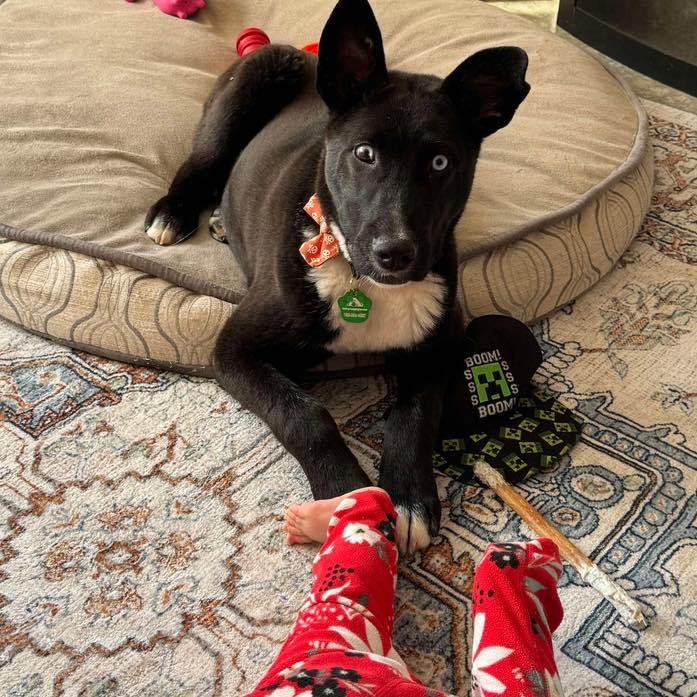 Smokey, an adoptable Australian Kelpie, Husky in Edmonton, AB, T5Y 3N6 | Photo Image 3