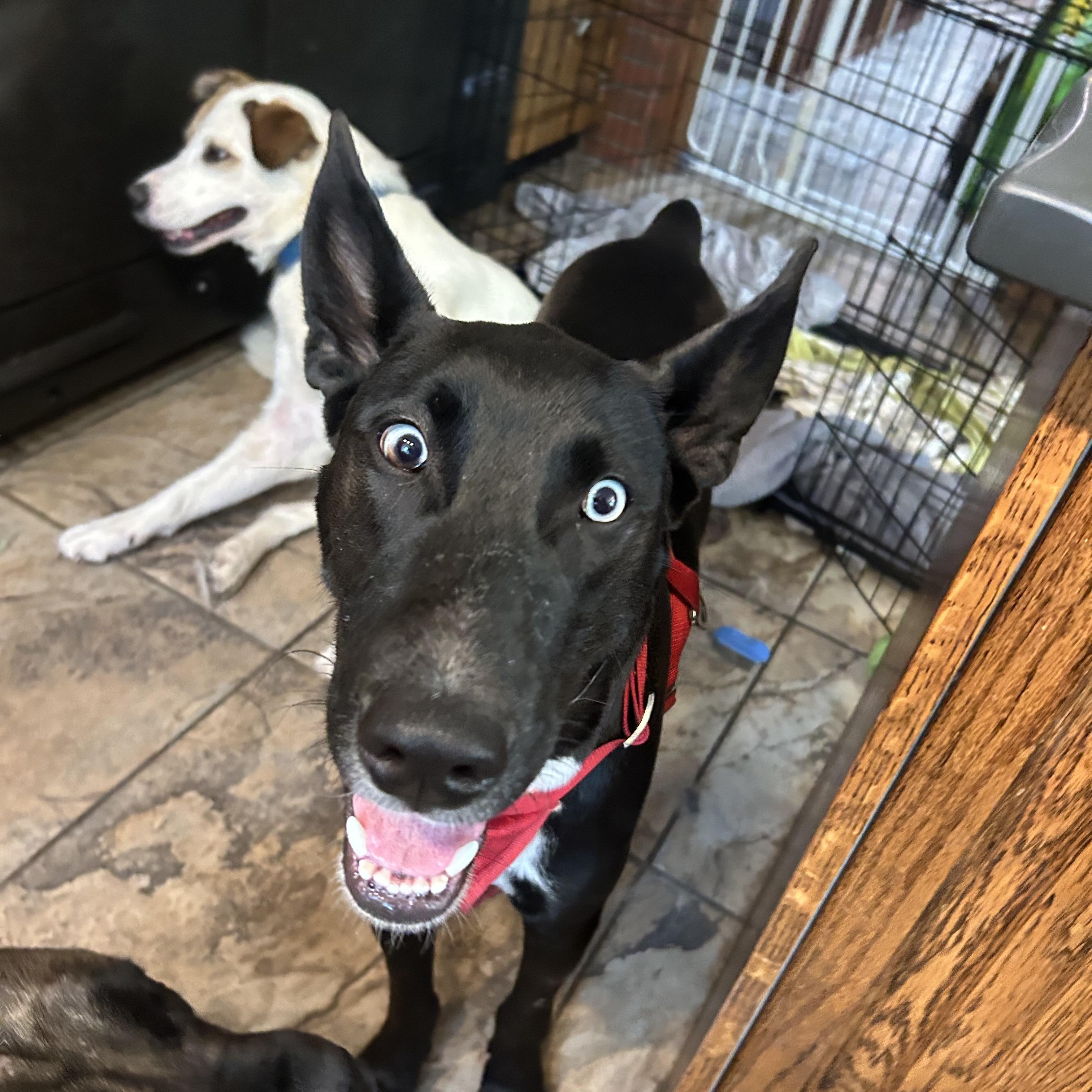 Smokey, an adoptable Australian Kelpie, Husky in Edmonton, AB, T5Y 3N6 | Photo Image 3