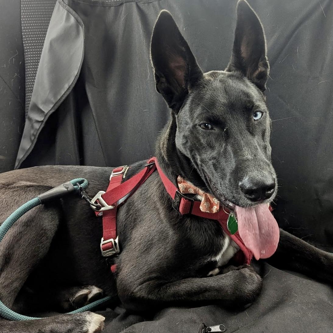 Smokey, an adoptable Australian Kelpie, Husky in Edmonton, AB, T5Y 3N6 | Photo Image 4