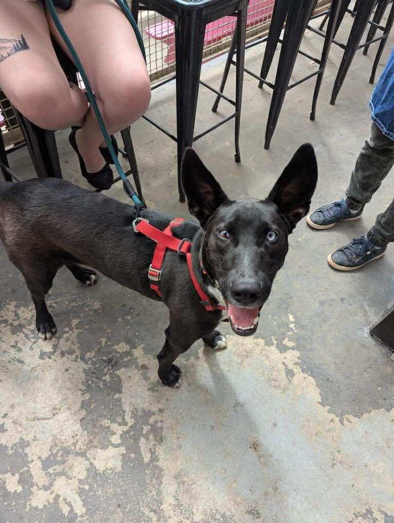 Smokey, an adoptable Australian Kelpie, Husky in Edmonton, AB, T5Y 3N6 | Photo Image 3
