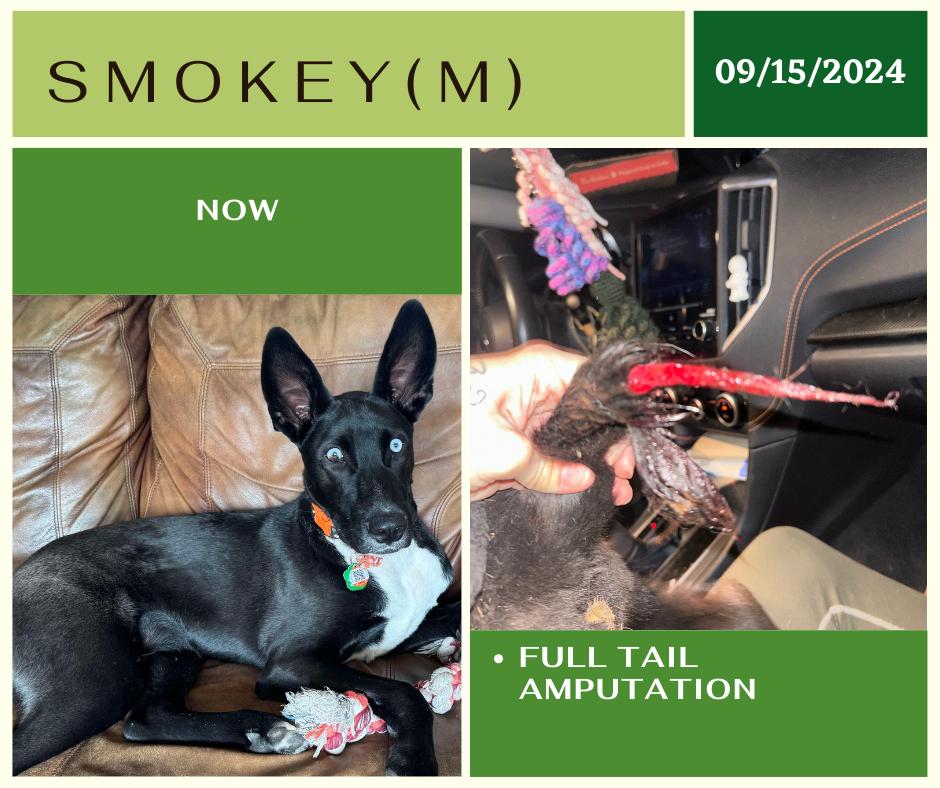 Smokey, an adoptable Australian Kelpie, Husky in Edmonton, AB, T5Y 3N6 | Photo Image 1
