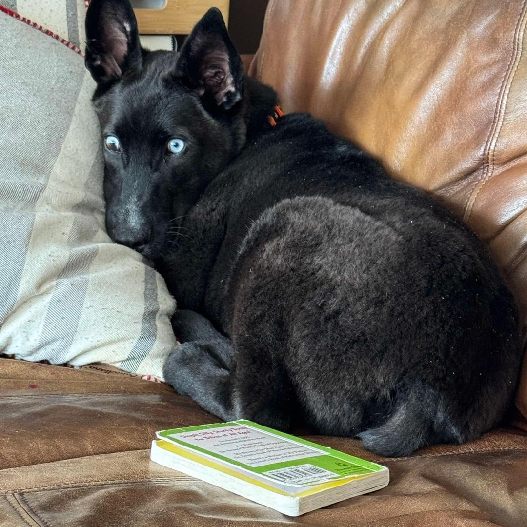 Smokey, an adoptable Australian Kelpie, Husky in Edmonton, AB, T5Y 3N6 | Photo Image 4