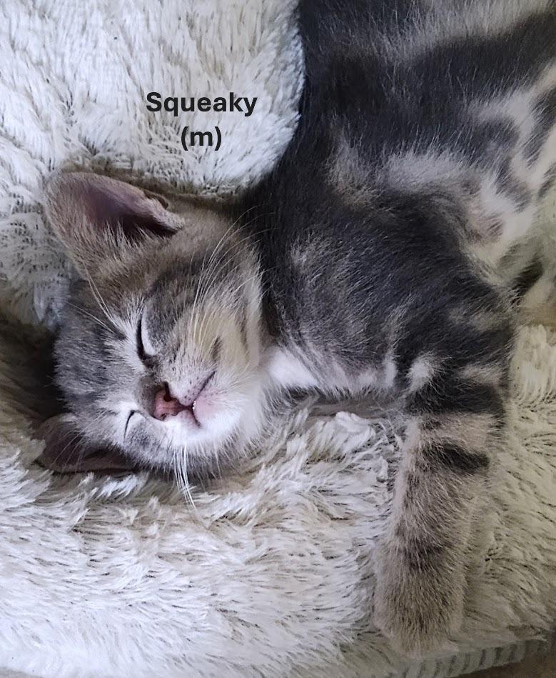 Squishy (Sister to Squeezy)