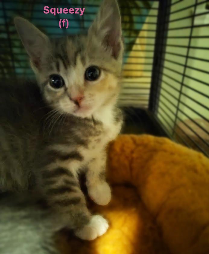 Squishy (Sister to Squeezy)