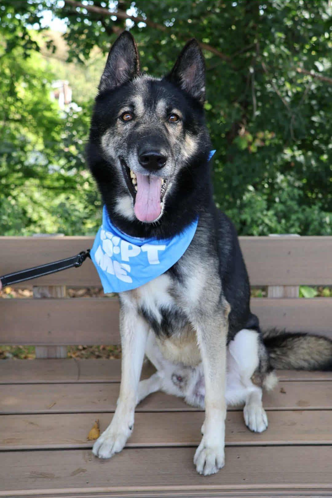 Enlarge Pete, a Adoptable German Shepherd Dog in Whitehall, PA image 1/1
