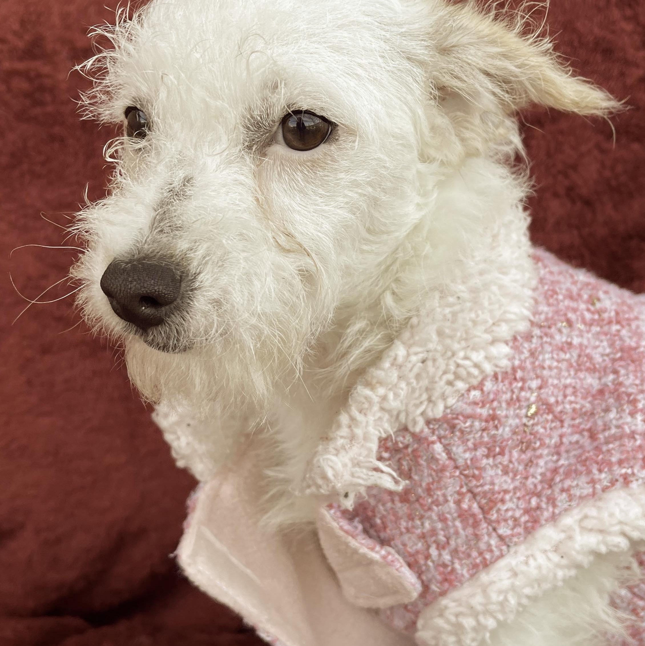 Enlarge PAU 6 months 8 lbs, an adoptable mixed breed in san diego, CA image 4/6