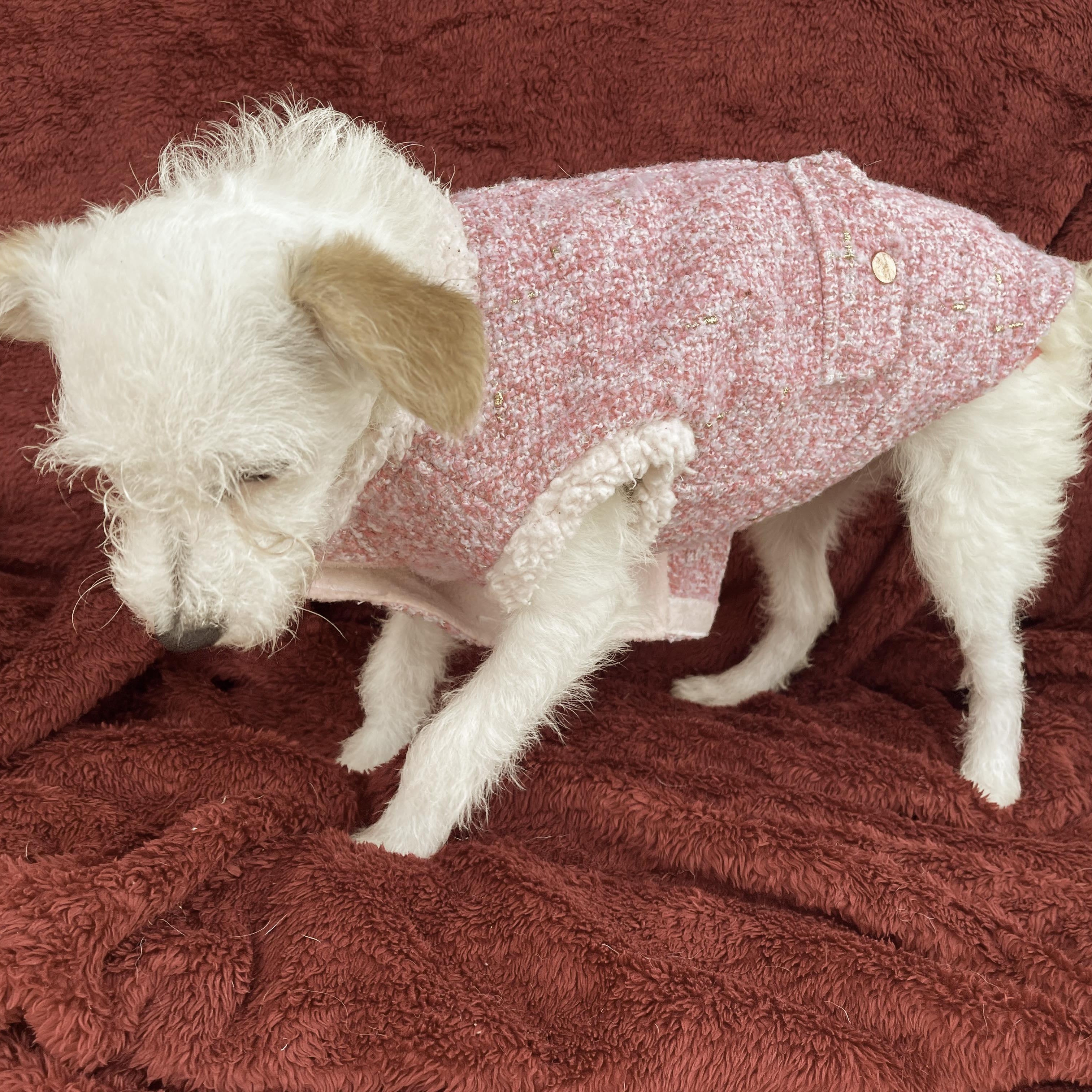 Enlarge PAU 6 months 8 lbs, an adoptable mixed breed in san diego, CA image 3/6