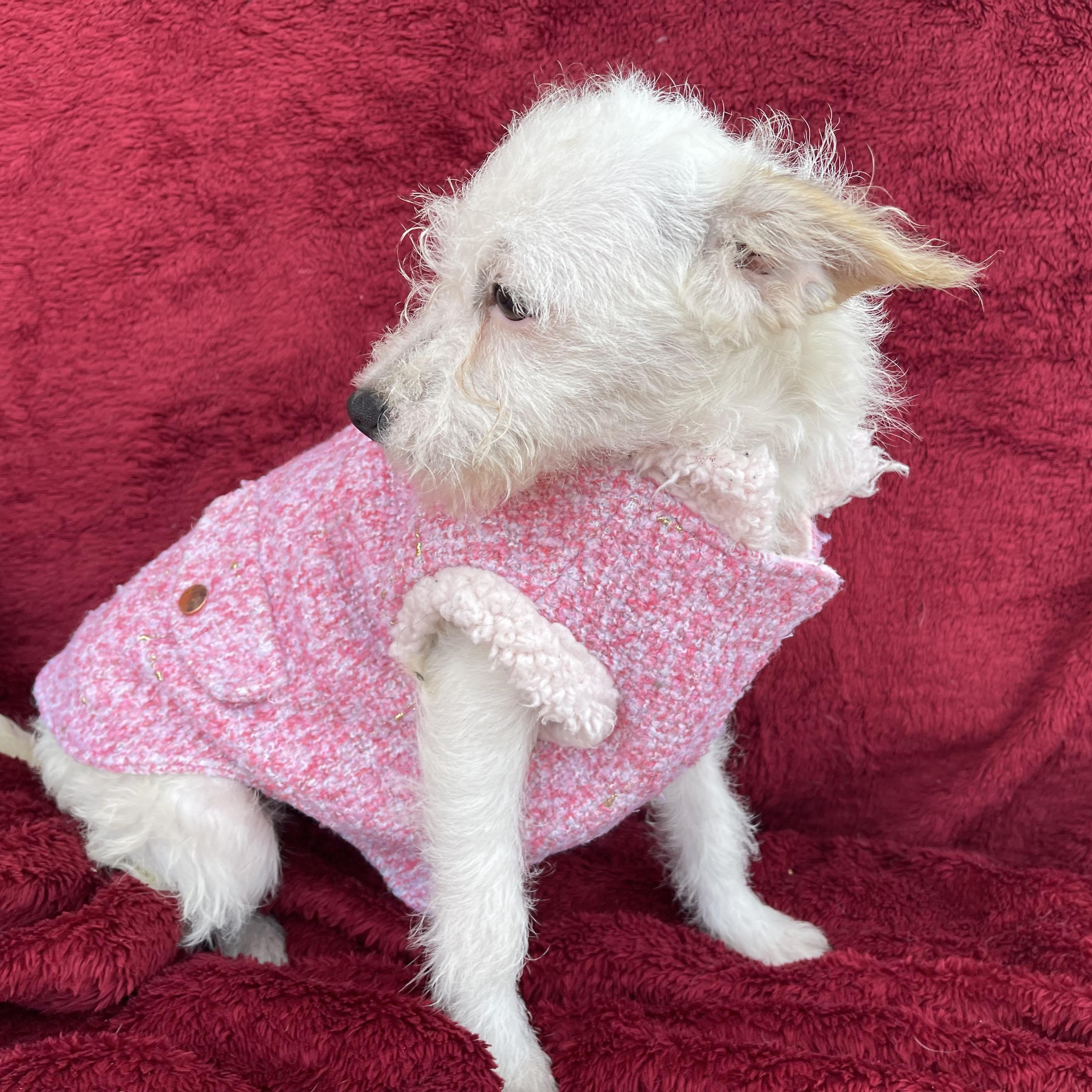 Enlarge PAU 6 months 8 lbs, an adoptable mixed breed in san diego, CA image 2/6