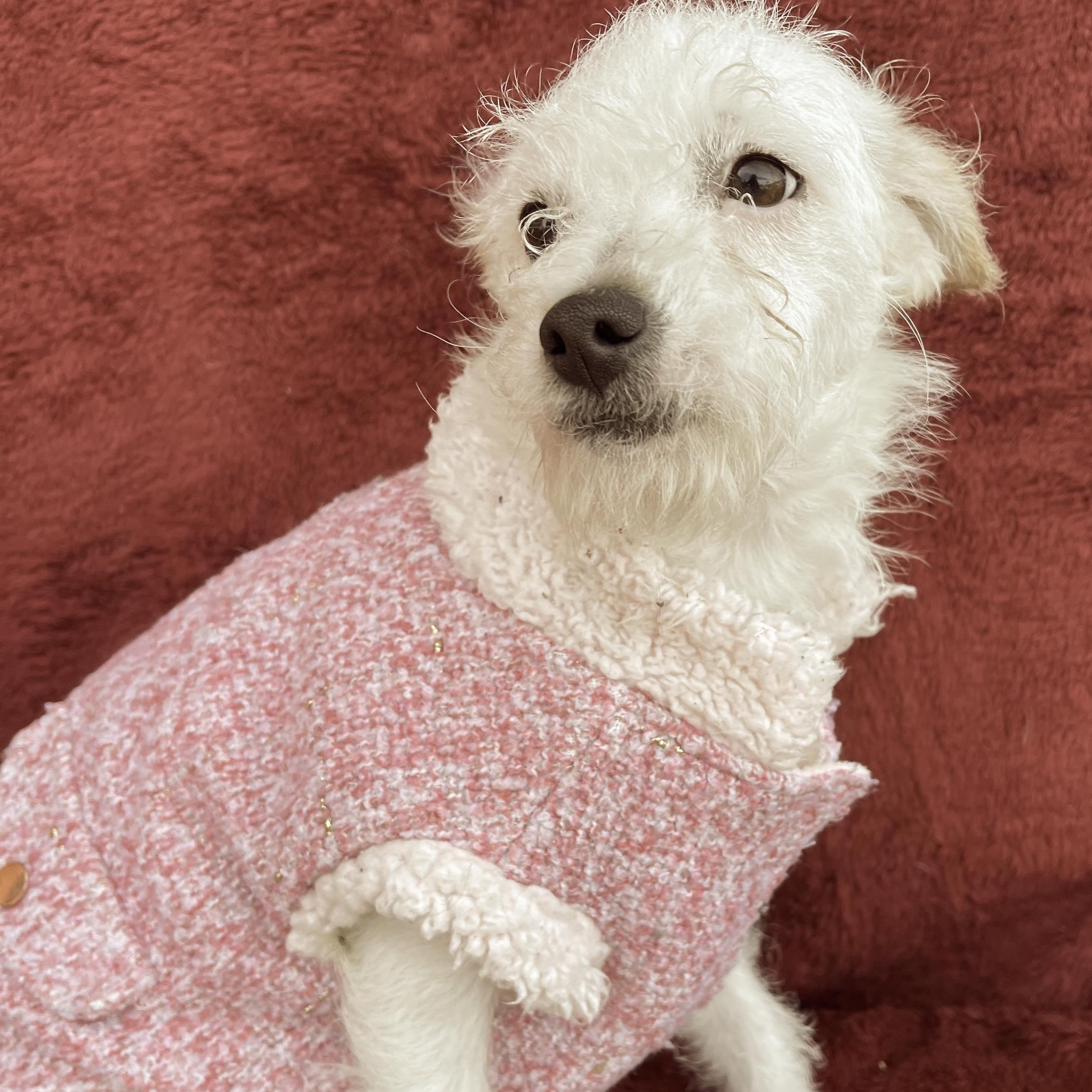 PAU 6 months 8 lbs, adoptable, Puppy Female Miniature Poodle & Smooth Fox Terrier.