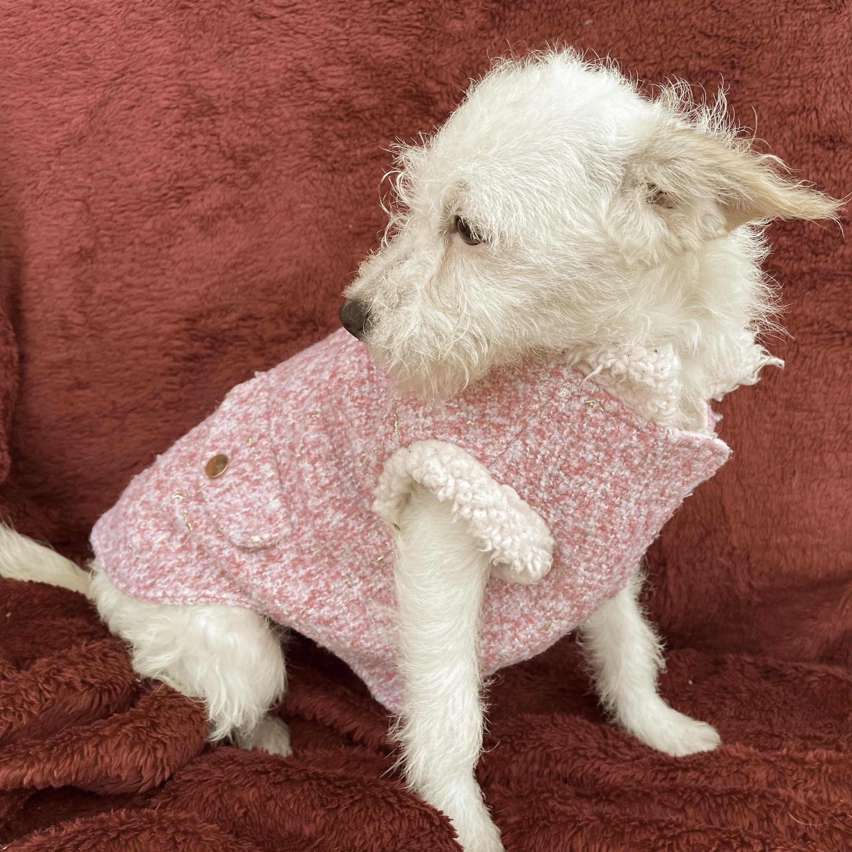 Enlarge PAU 6 months 8 lbs, an adoptable mixed breed in san diego, CA image 6/6