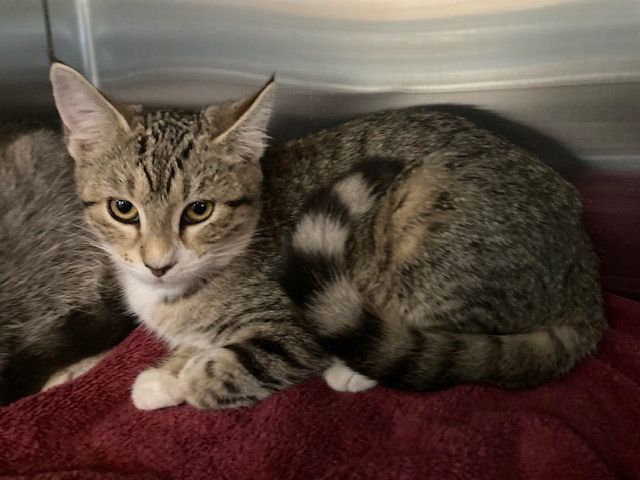 ELLIE , a Adoptable mixed breed in Watkinsville, GA image 1/4