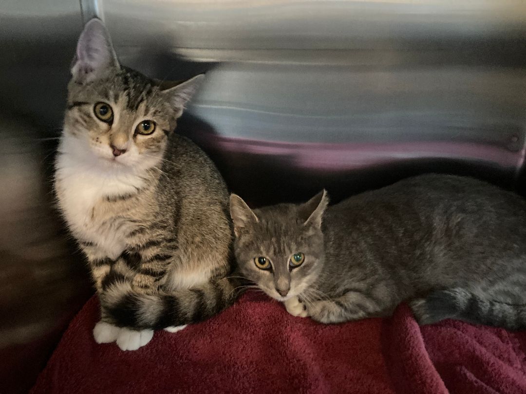 ELLIE , a Adoptable mixed breed in Watkinsville, GA image 2/4