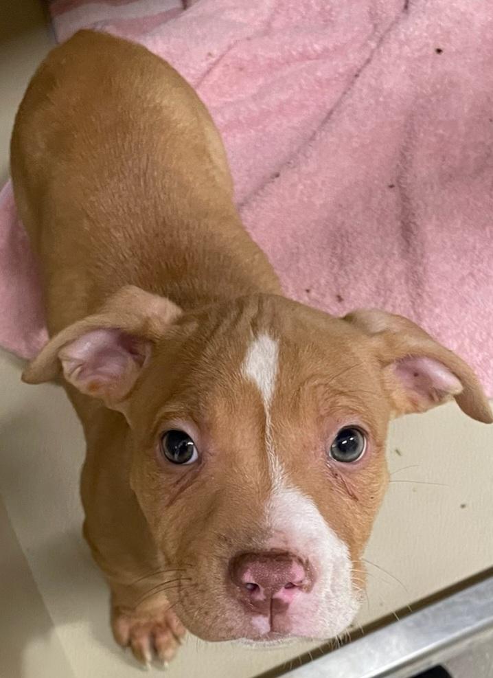 Enlarge Coca, an adopted Pit Bull Terrier in Louisville, OH image 3/4