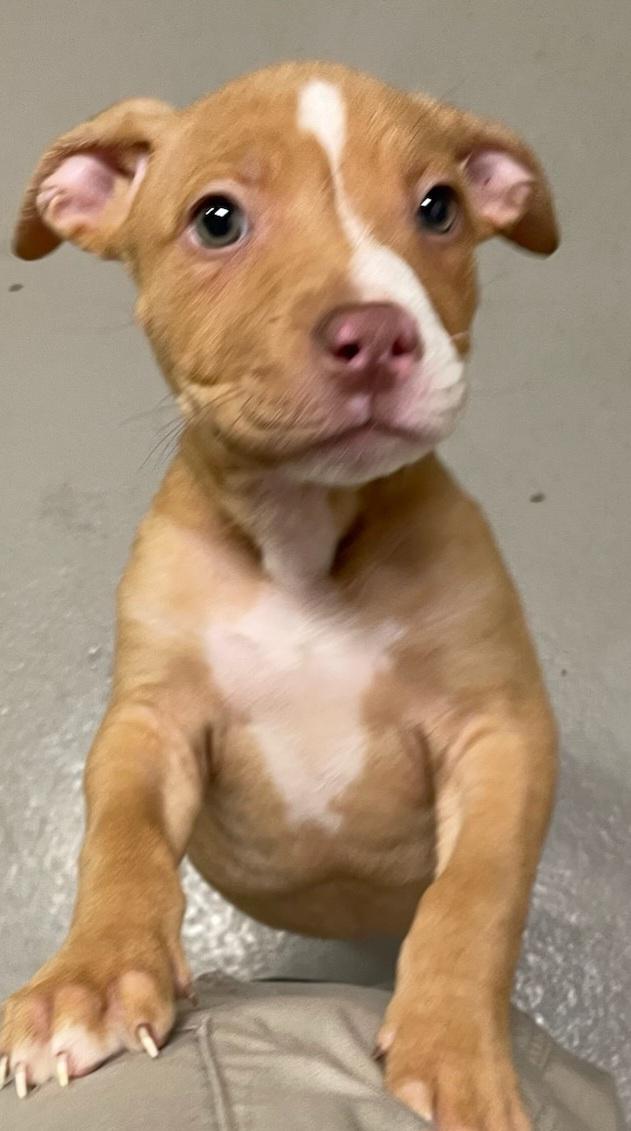 Coca, ADOPTABLE, Puppy Female Pit Bull Terrier.
