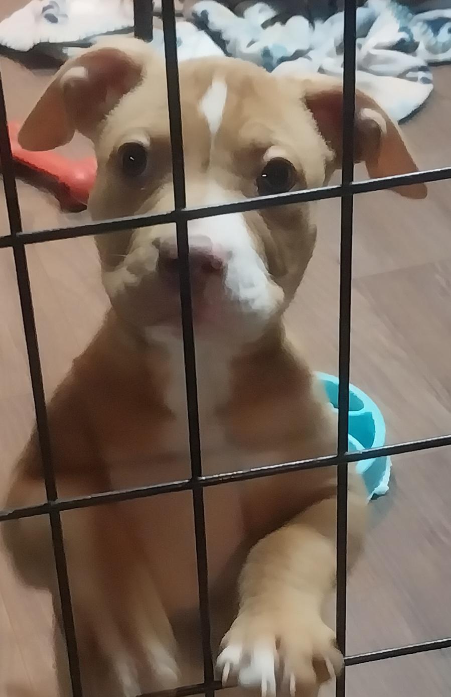 Enlarge Coca, an adopted Pit Bull Terrier in Louisville, OH image 2/4