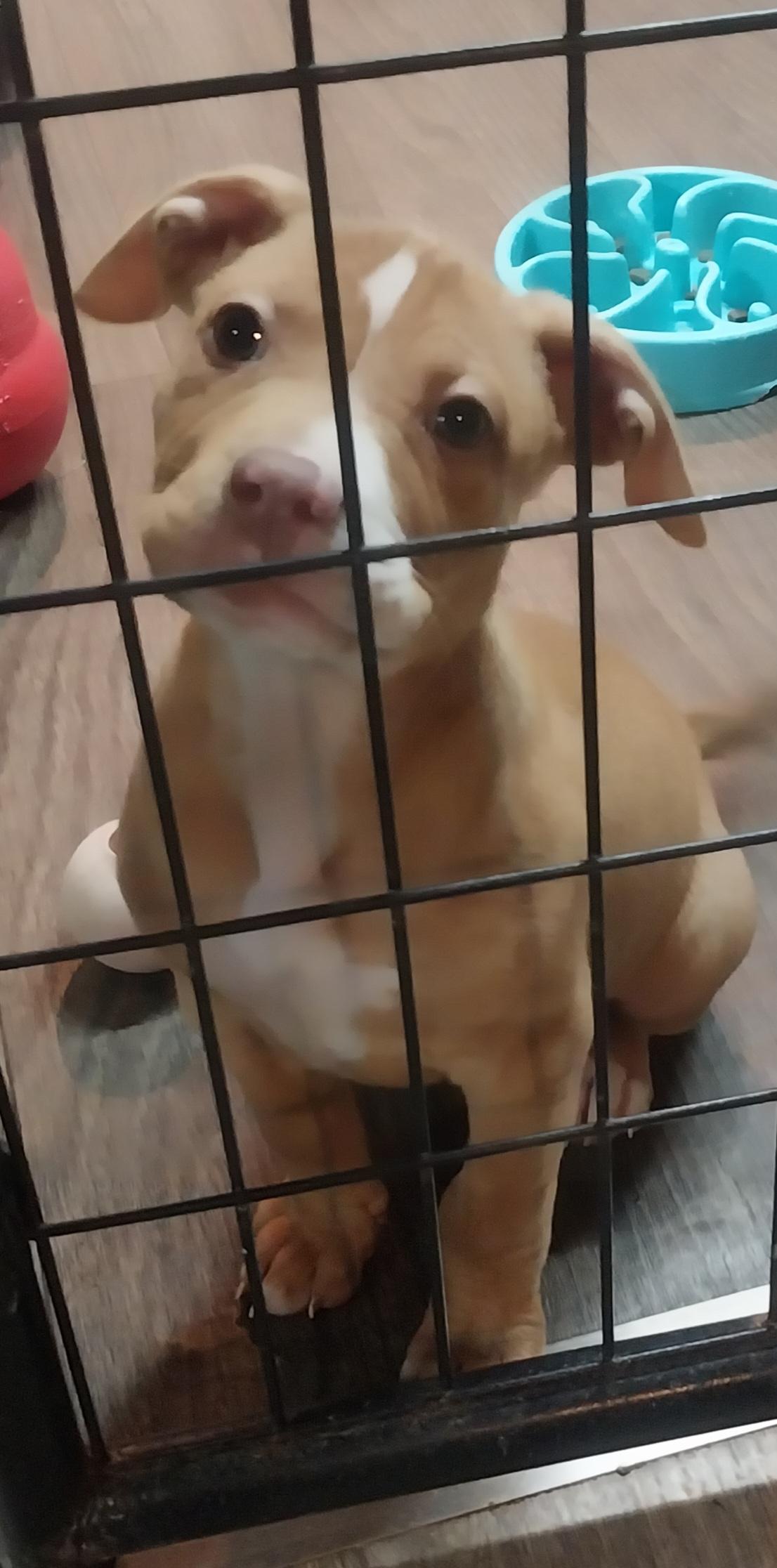 Enlarge Coca, an adopted Pit Bull Terrier in Louisville, OH image 4/4