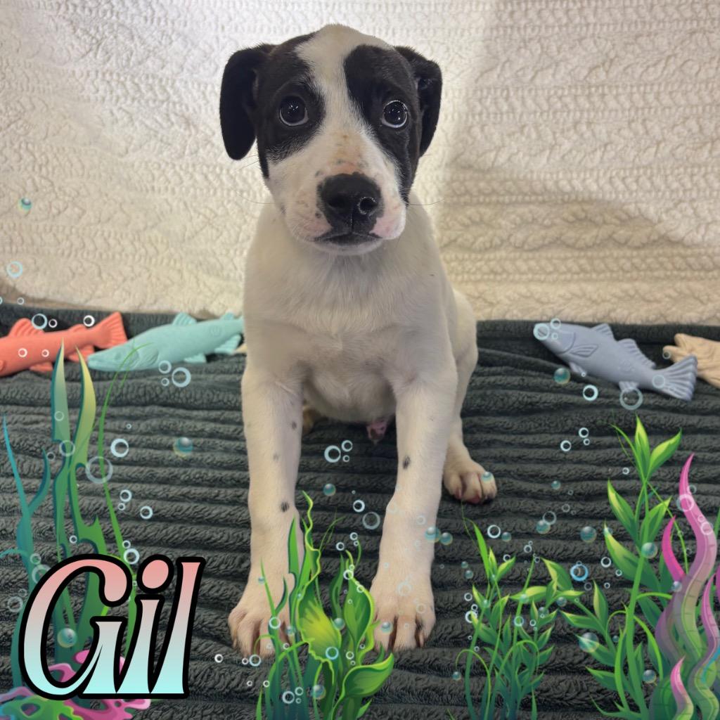 Enlarge Gil, a Adoptable mixed breed in Hillsboro, OH image 1/3