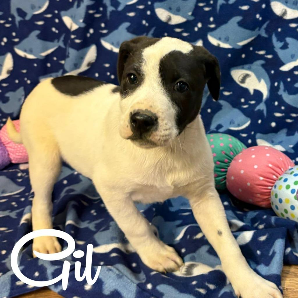 Gil, Adoptable, Puppy Male Labrador Retriever & Mixed Breed.