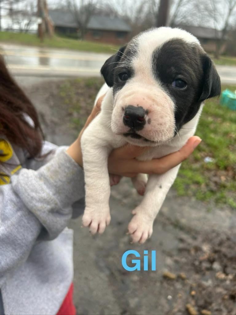 Enlarge Gil, a Adoptable mixed breed in Hillsboro, OH image 2/2