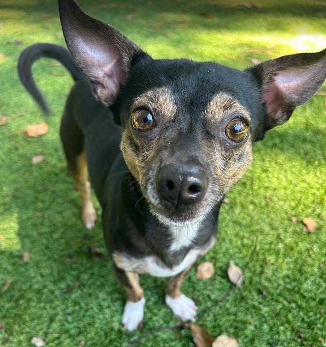 Snickers - Adoptable Pet | Petfinder