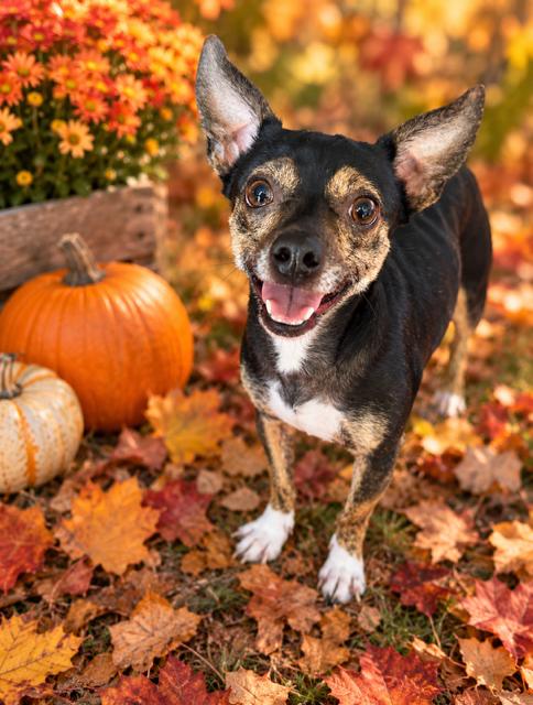 Snickers - Adoptable Pet | Petfinder