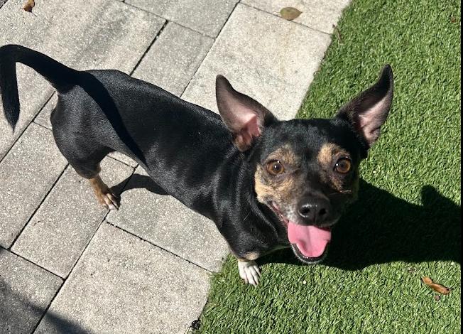 Snickers - Adoptable Pet | Petfinder