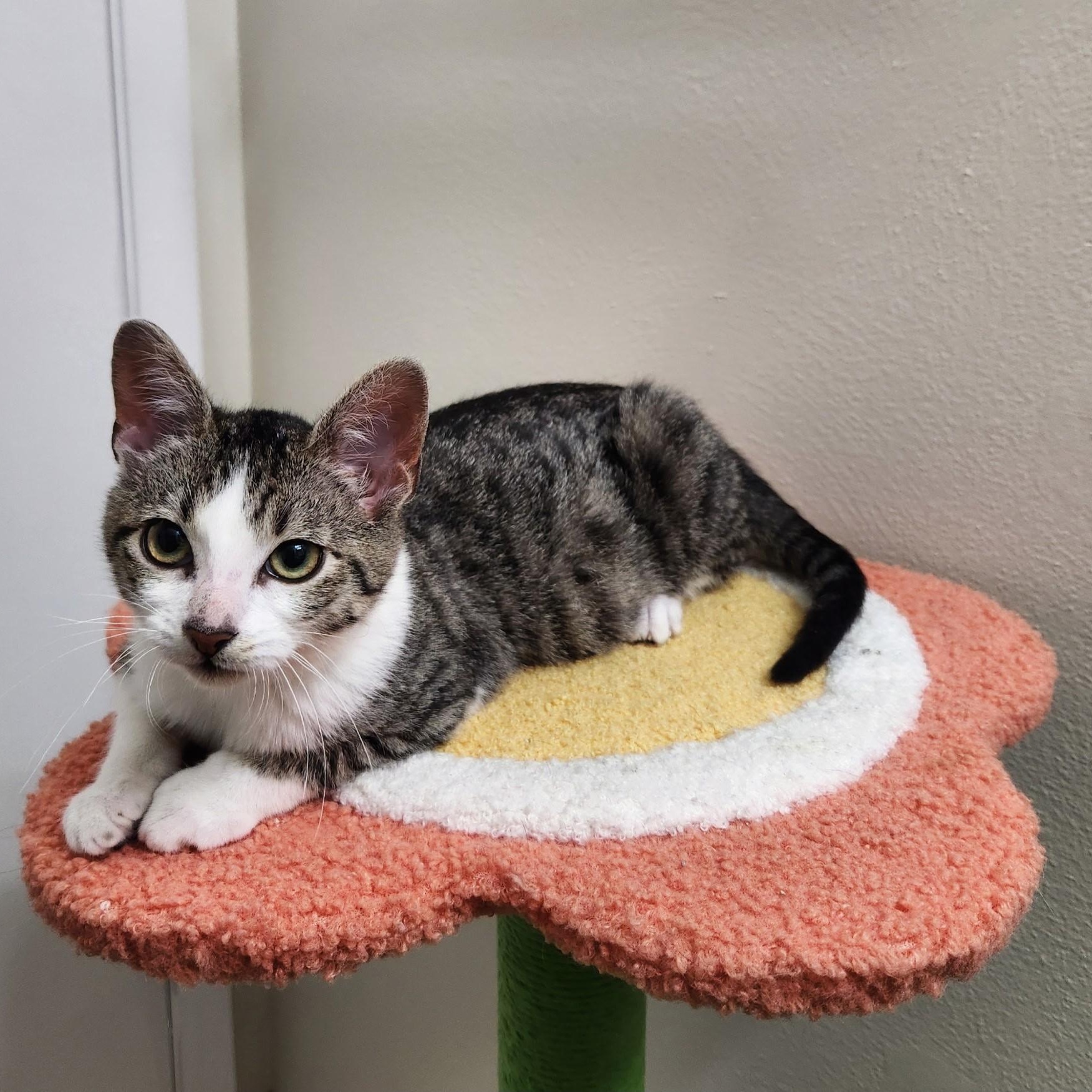 Buddy, a Adoptable mixed breed image 1/2