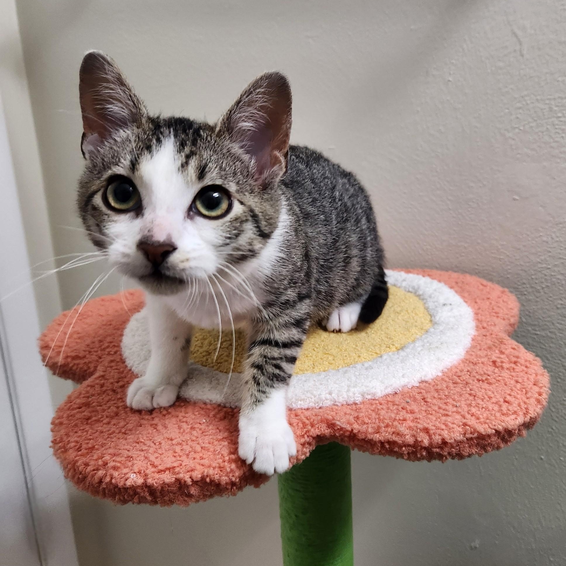 Buddy, a Adoptable mixed breed image 2/2