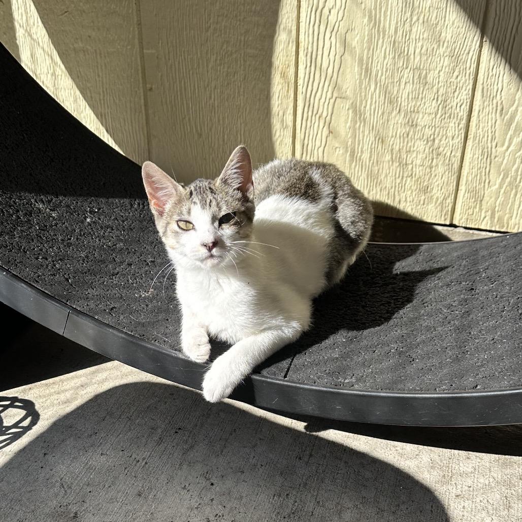 Evelia, Adoptable, Kitten Female Domestic Short Hair.