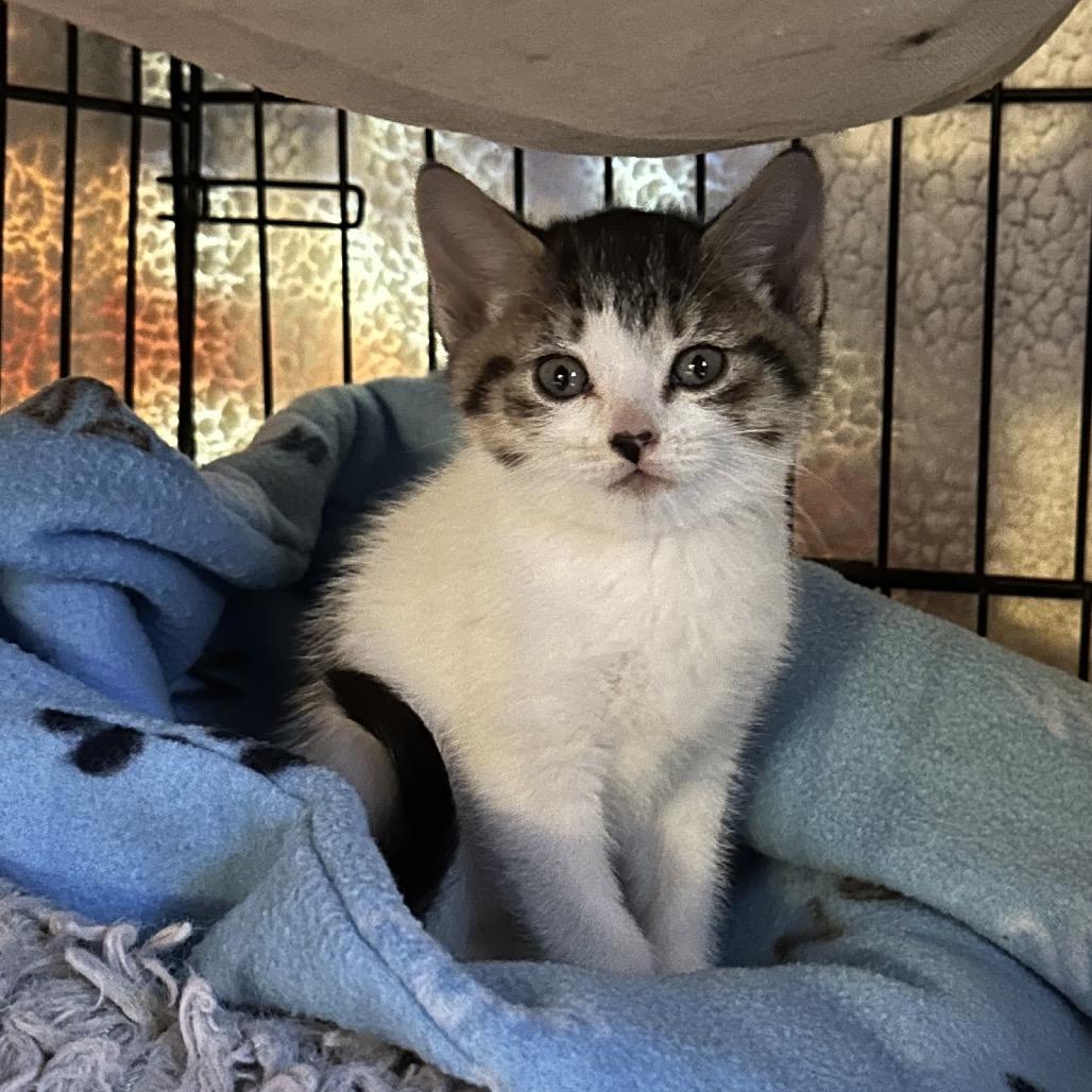Evelia, Adoptable, Kitten Female Domestic Short Hair.