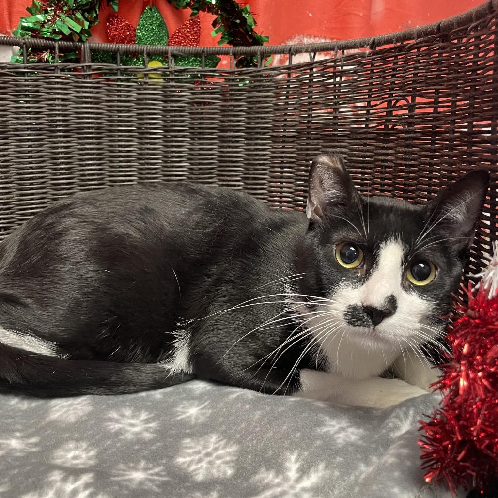 Tom Selleck, Adoptable, Adult Male Domestic Short Hair.