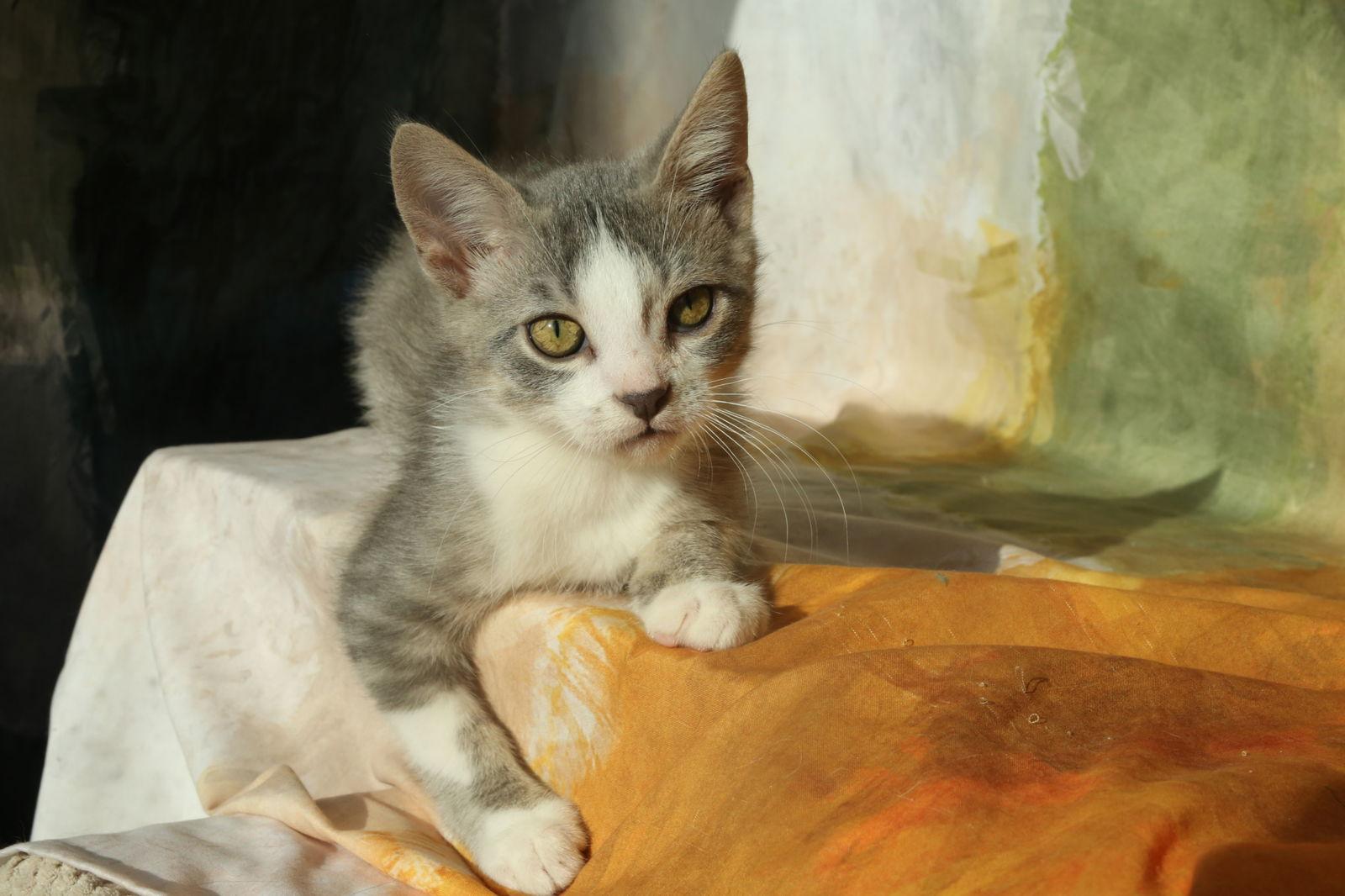 Enlarge Zenos, a Adopted Domestic Short Hair in New Prague, MN image 1/2