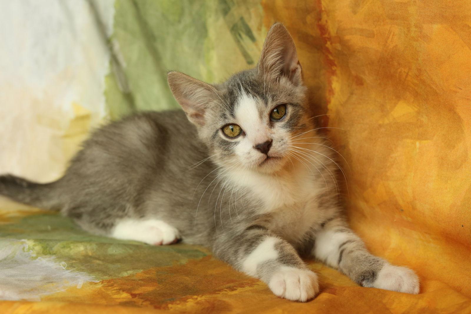 Enlarge Zenos, a Adopted Domestic Short Hair in New Prague, MN image 2/2