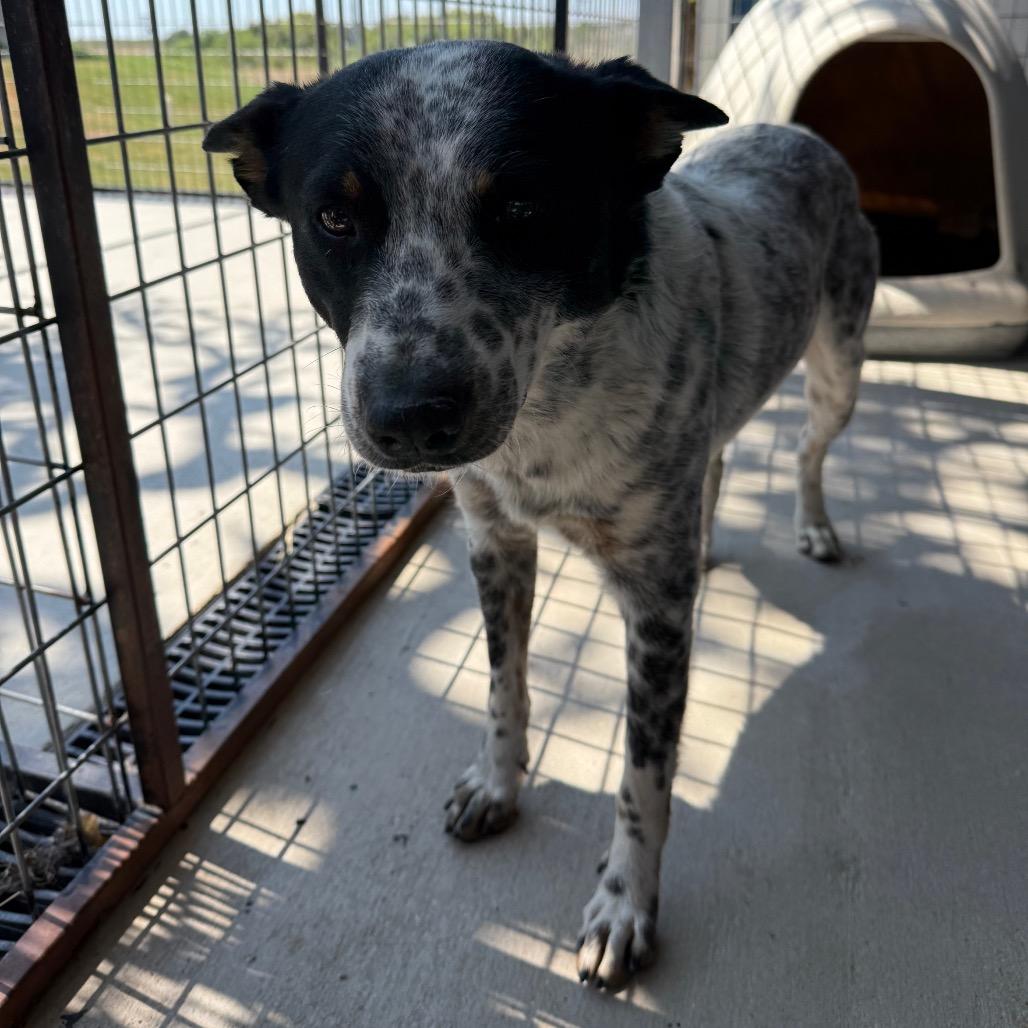 Spookie, a Adoptable Australian Cattle Dog / Blue Heeler in Floresville, TX image 1/4