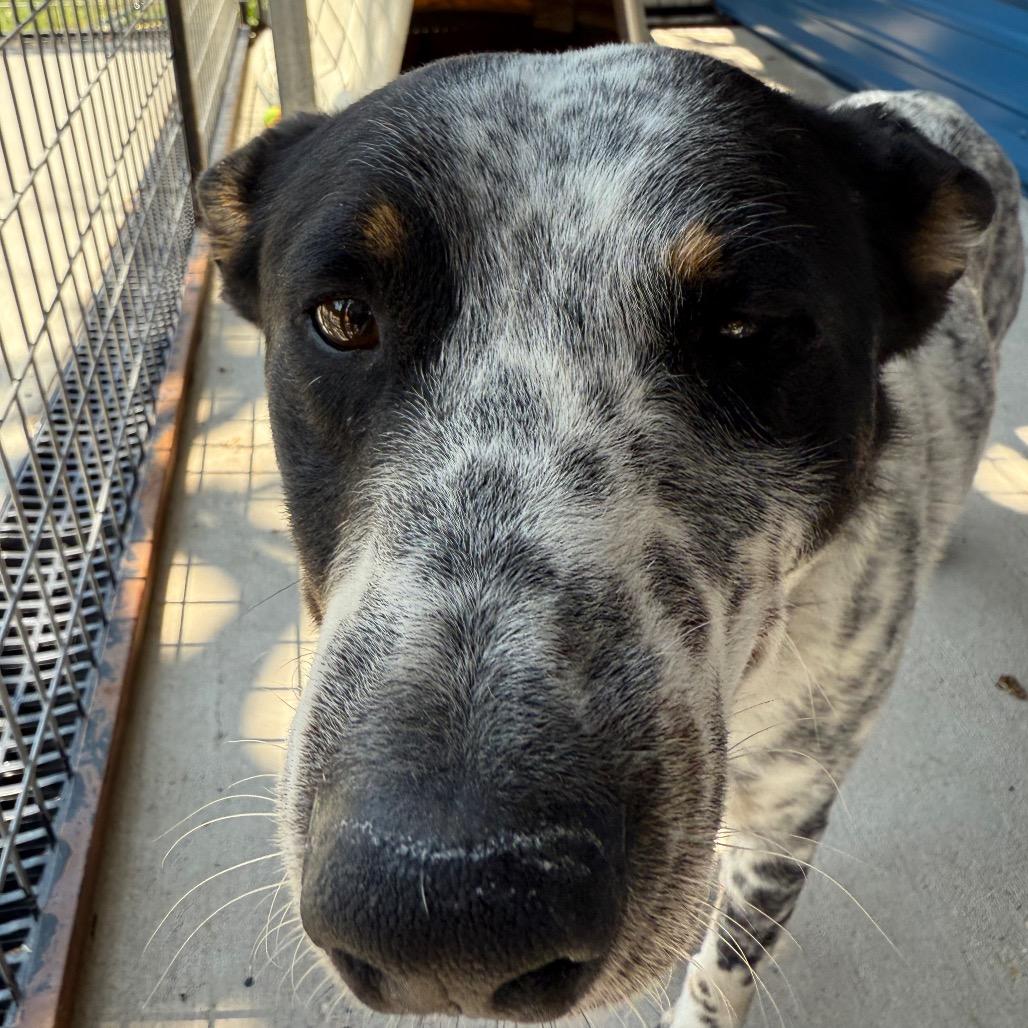Spookie, a Adoptable Australian Cattle Dog / Blue Heeler in Floresville, TX image 2/4