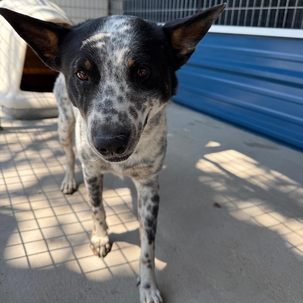 Spookie, a Adoptable Australian Cattle Dog / Blue Heeler in Floresville, TX image 3/4