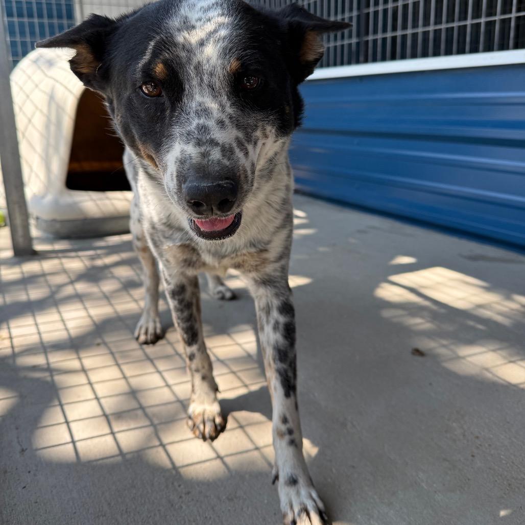 Spookie, a Adoptable Australian Cattle Dog / Blue Heeler in Floresville, TX image 4/4