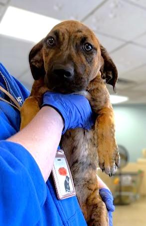 Swayze, Adoptable, Puppy Male Labrador Retriever & Mixed Breed.